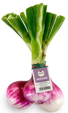 Rødløk
