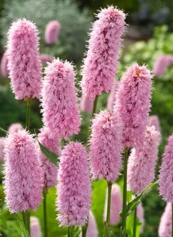 Adderwortel (Polygonum bistorta) D 9 H 20 cm