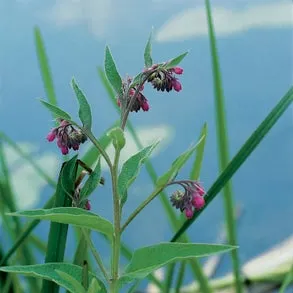 Smeerwortel (Symphytum officinale) D 9 H 20 cm