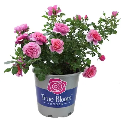 Pink True Bloom True Inspiration Rose 8 -Quart 1.0 -Pack in Pot
