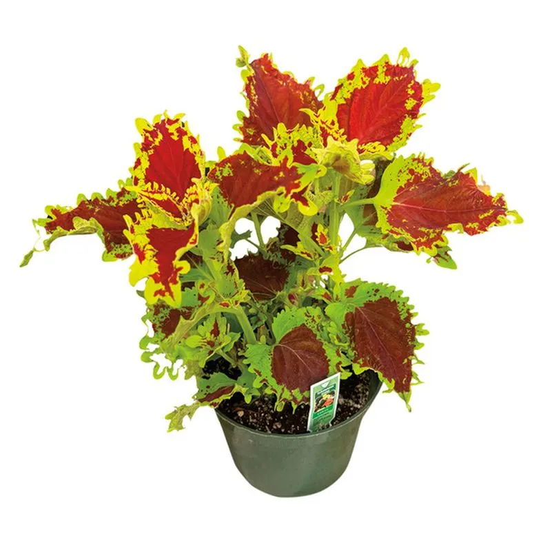Upright Plant - 6"