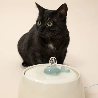 TIAKI fontaine à eau en céramique Baleine accessoire : 5x filtres de rechange