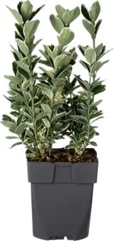 Japanse Kardinaalsmuts (Euonymus japonica 'Kathy') D 17 H 45 cm