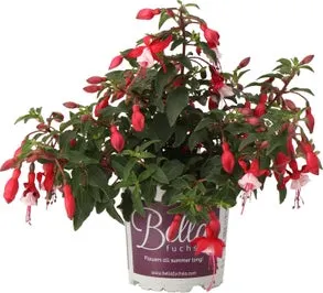Bellenplant (Fuchsia 'Bella Hilda') D 10,5 H 22,5 cm