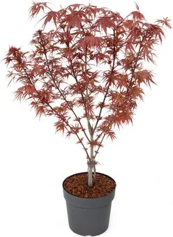 Japanse Esdoorn (Acer palmatum 'Shaina') D 19 H 40 cm