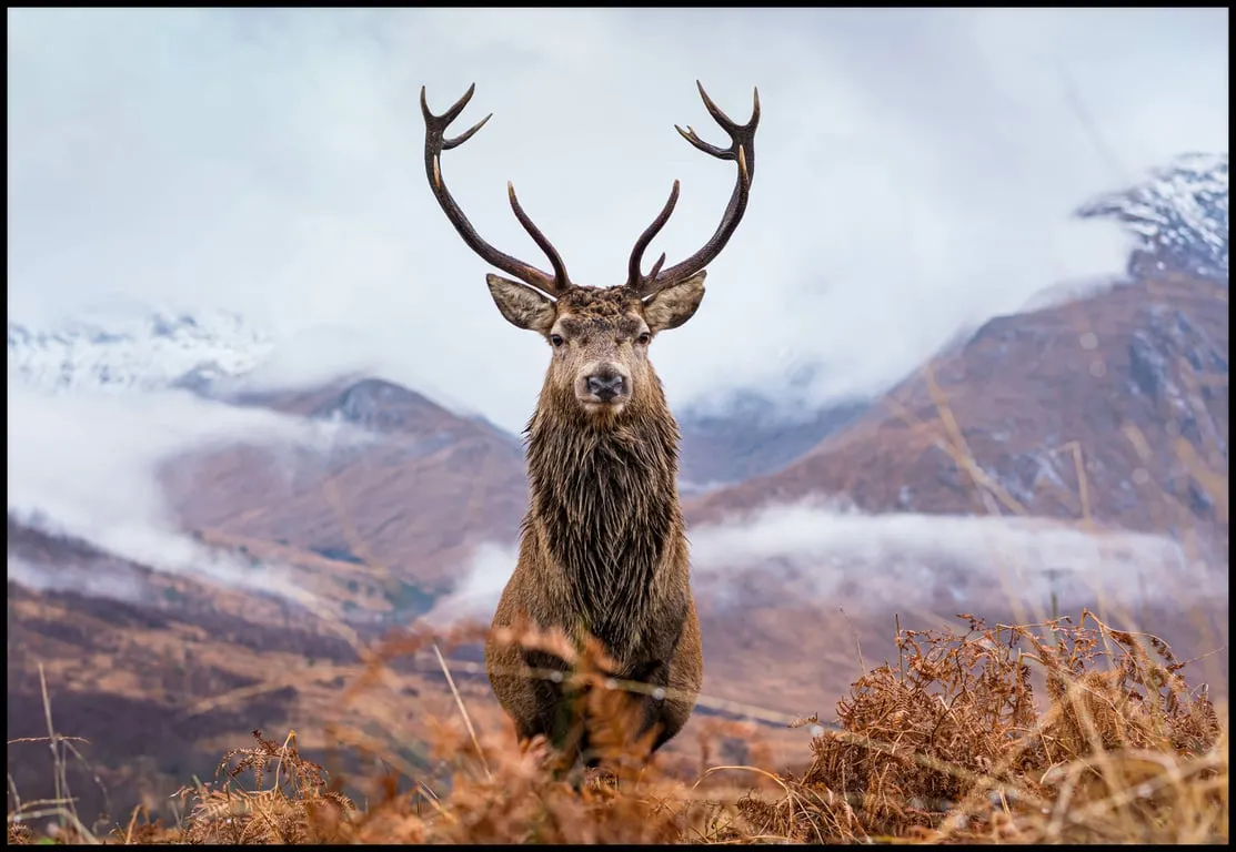 Canvas Deer 100x150 cm