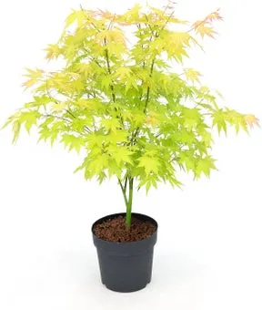 Japanse Esdoorn (Acer palmatum 'Orange Dream') D 19 H 40 cm