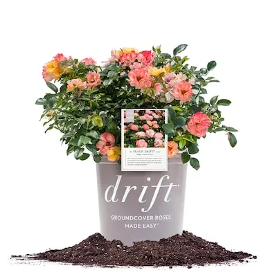 Red True Bloom True Love Rose 6 -Quart 1.0 -Pack in Pot