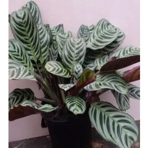 Calathea 'Burle Marx' - 15cm