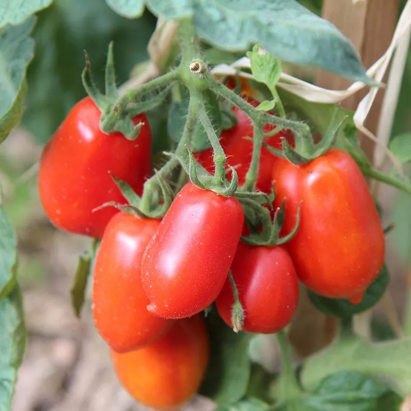 Kings Tomato Grafted 'Roma' - 1.3L