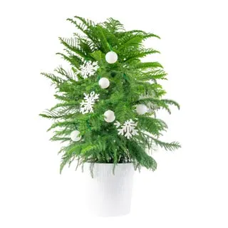 Costa Farms Norfolk Island Pine Decorated Live Christmas Tree, Houseplant in Decor Planter