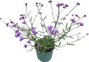 Ijzerhard (Verbena bonariensis 'lollypop') D 17 H 40 cm