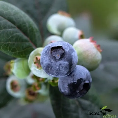 Blueberry 'Pink Icing' - 1.9L