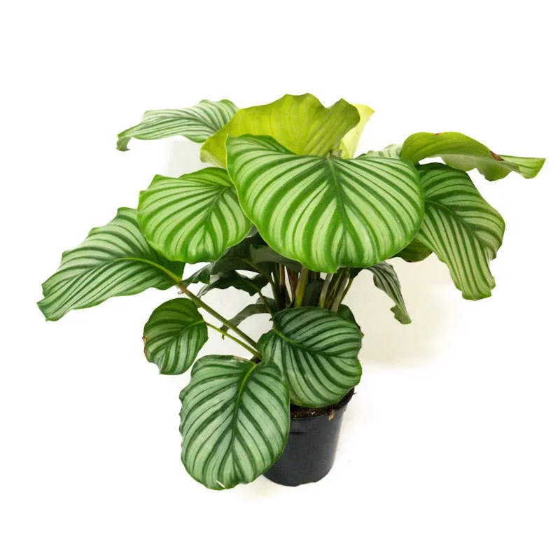 Calathea Orbifolia - 17cm