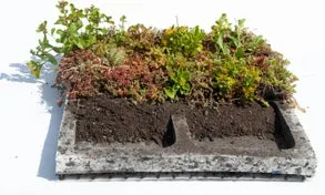Sedum tray (Sedum diverse soorten) 50 x 50 x 9,5 cm