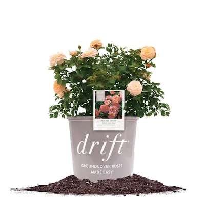 Yellow Easy Beezy Knockout Rose 3 -Gallon 1 -Pack in Pot