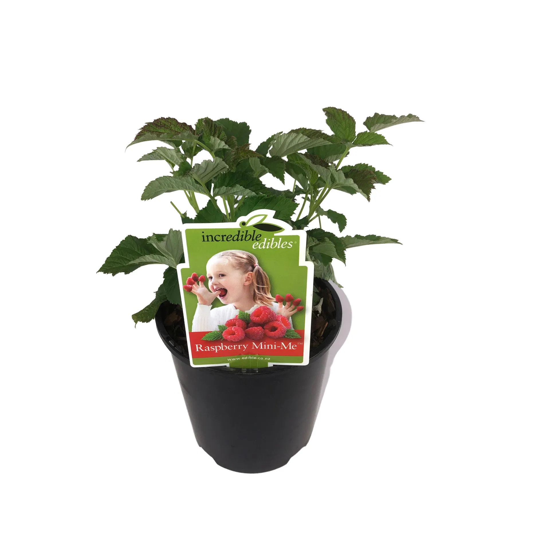 Raspberry 'Mini Me' - 1.9L