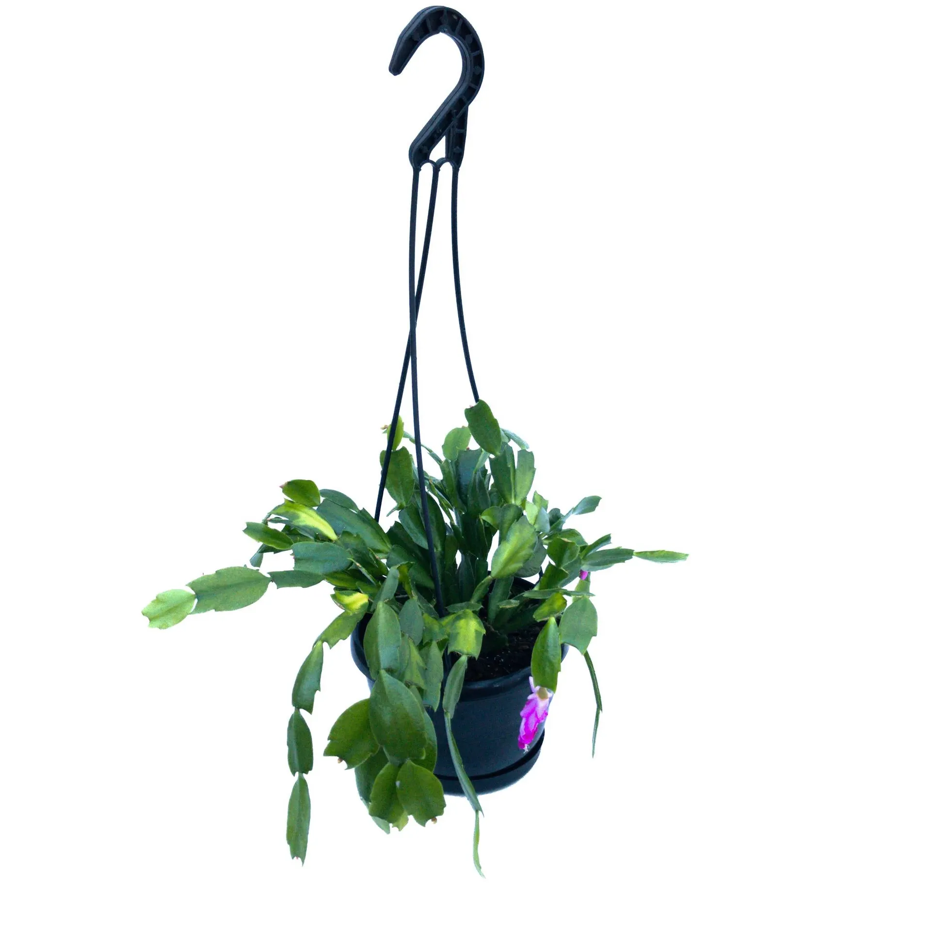 Zygocactus schlumbergera - Basket