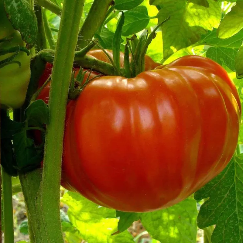 Kings Tomato Grafted 'Big Beef' - 1.3L