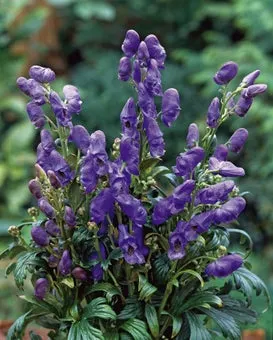 Monnikskap (Aconitum carmichaelii 'Arendsii') D 11 H 120 cm