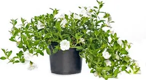 Minipetunia (Calibrachoa) D 12 H 10 cm
