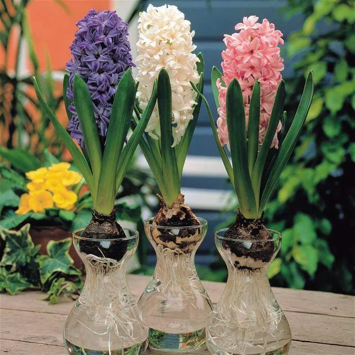 Hyacinth Glass