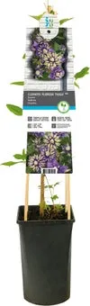 Grootbloemige bosrank (Clematis florida 'Taiga') D 17 H 75 cm