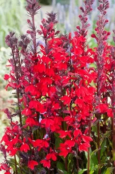 Waterlobelia (Lobelia cardinalis) D 9 H 20 cm