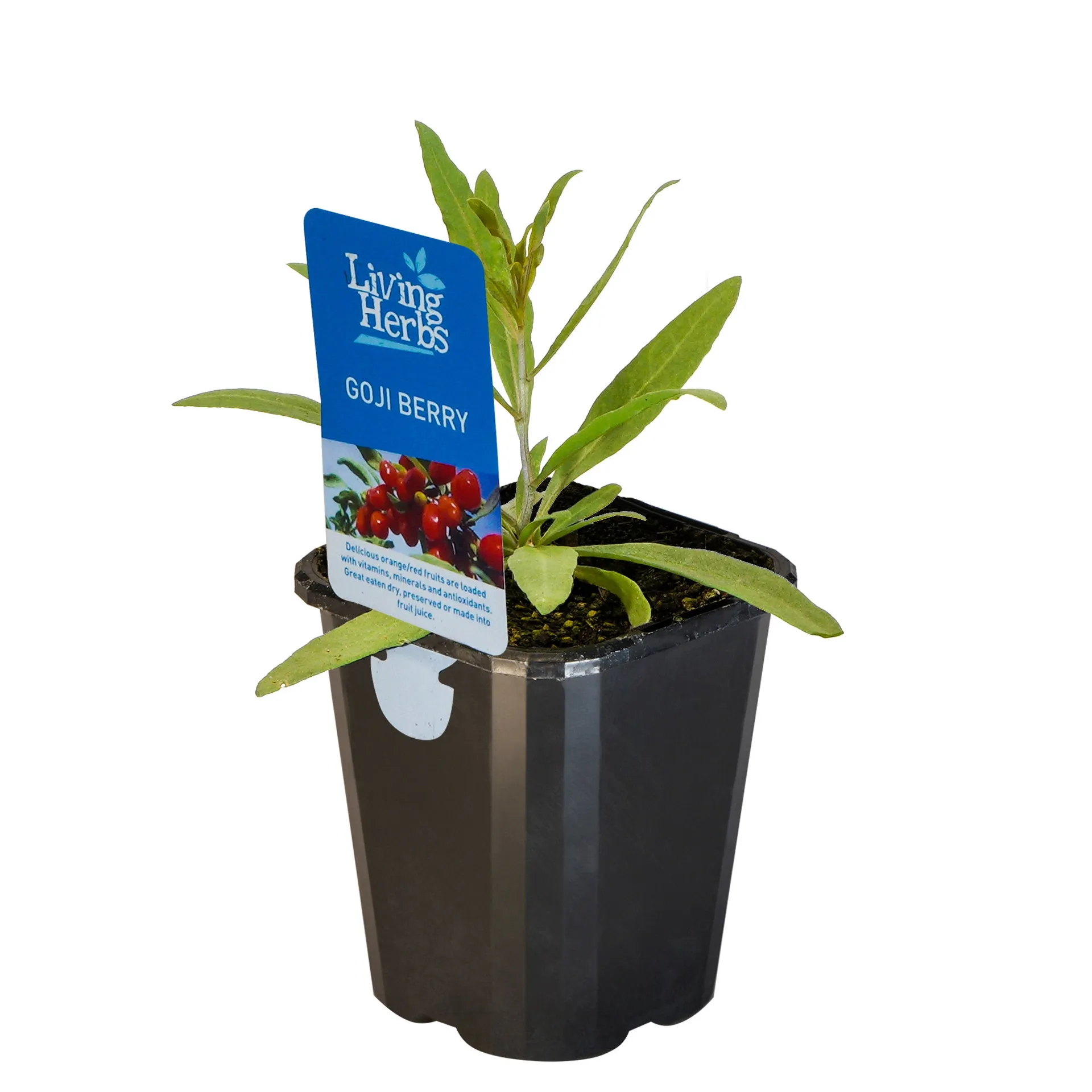 Goji berry - Small Herb 10cm
