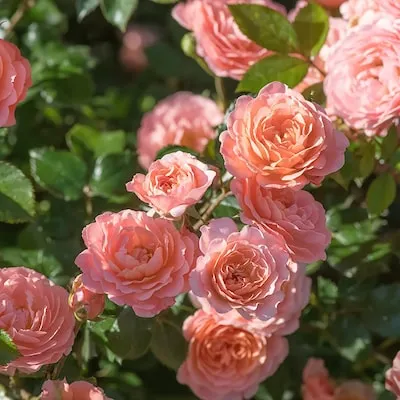 Orange Rose Eau De Parfum Bliss 1.73 -Gallon 1 -Pack in Pot