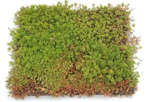 Sedum tray (Sedum diverse soorten) 50 x 50 x 9,5 cm
