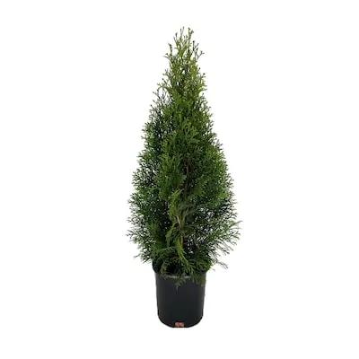 Jubilation Gardenia Flowering Shrub in 2.5 -Quart Pot 1 -Pack with White Blooms