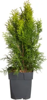 Levensboom (Thuja occidentalis 'Smaragd') D 17 H 60 cm