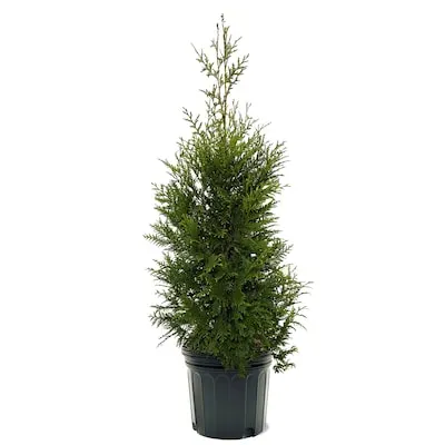 Southern Planters 7 -Gallon Feature
