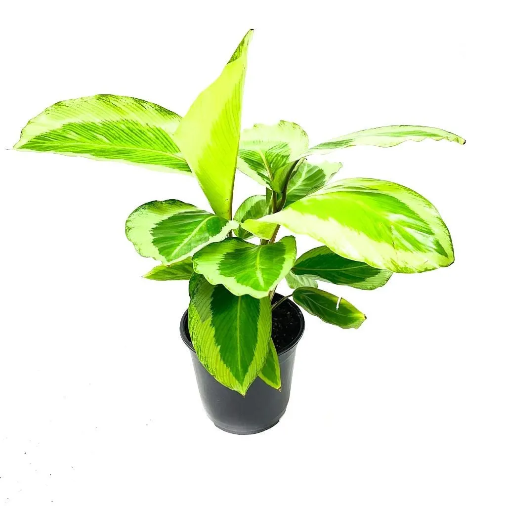 Calathea 'Gekko' - 14cm