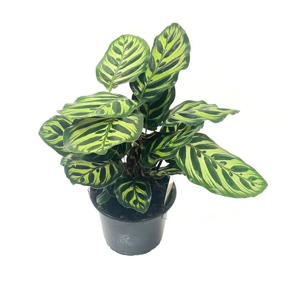 Calathea makoyana - 14cm