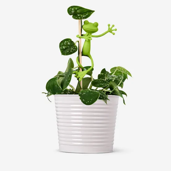 Frog plant supports - 2 pcs
