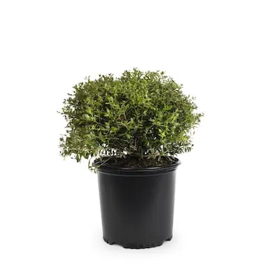 2.5 -Quart Foundation/Hedge Shrub 1 -Pack