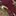 Classic Fit Duck-Print Sateen Workshirt