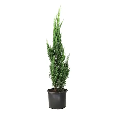 2.5 -Quart Accent Shrub with Red Blooms 1.0 -Pack