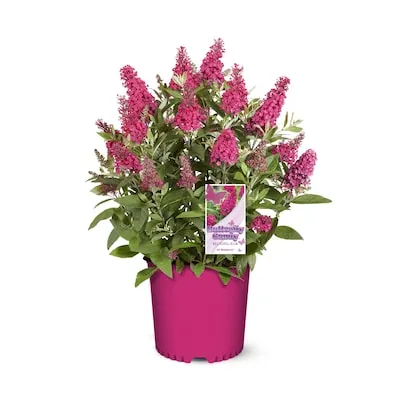 Green Giant Arborvitae Foundation/Hedge Shrub in 2.25 -Gallon Pot 1 -Pack