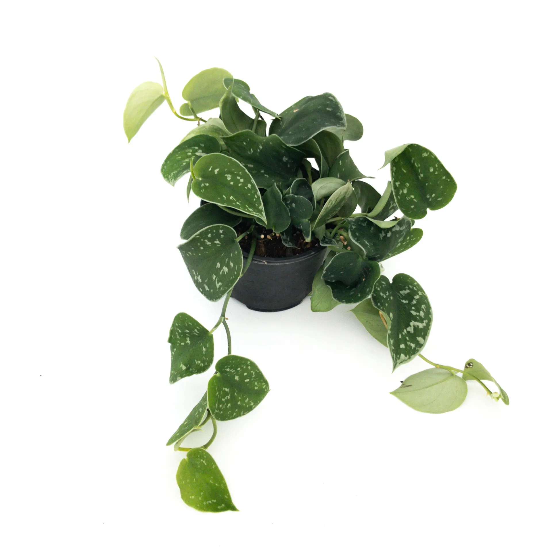 Epipremnum (Scindapsus) Pictus 'Satin Pothos' - 12cm