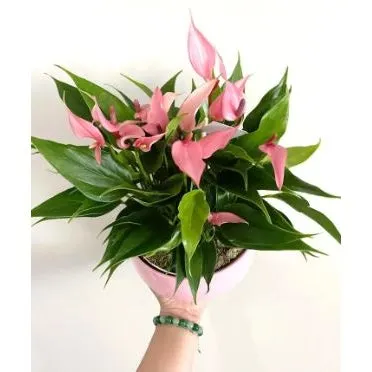 Anthurium Lilli 12cm