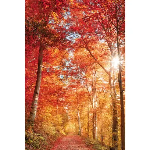 Keilrahmenbild BUNTER HERBSTWALD - multicolor - 60x90 cm