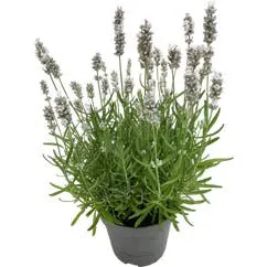 Lavandula Ang Hidcote Wit 13cm