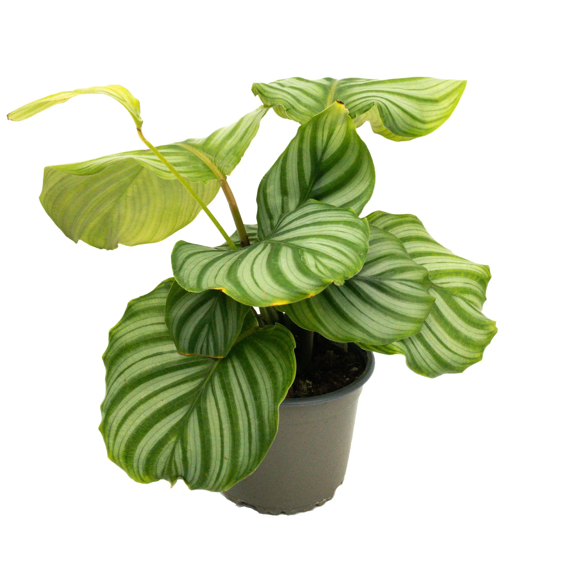 Calathea orbifolia - 14cm