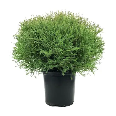 2.25 -Gallon Accent Shrub 1 -Pack