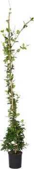 Toscaanse jasmijn (Trachelospermum jasminoides) D 16 H 150 cm