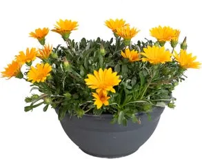 Middaggoud (Gazania 'Jupiter Orange') D 27 H 20 cm