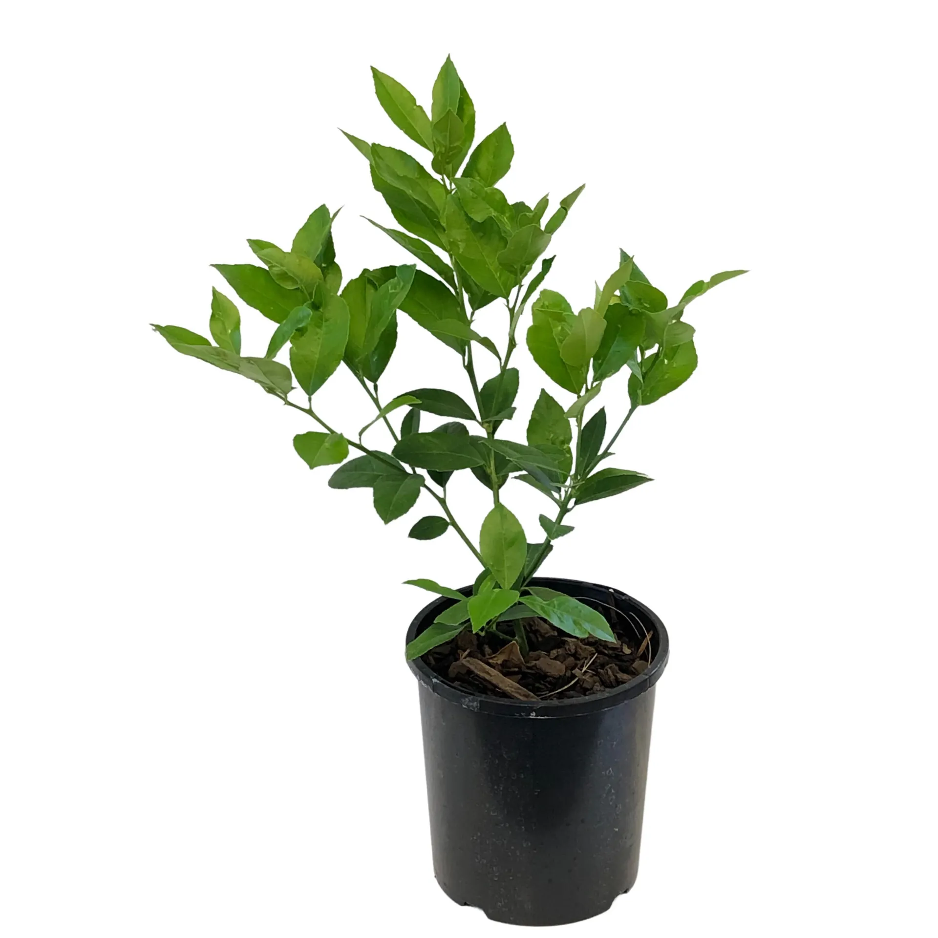 Lemon Meyer Dwarf - 3L